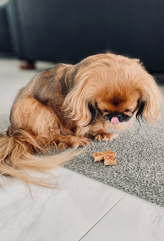 Manuka honey for dogs cough 2025