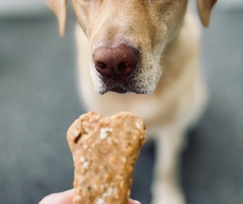 Honey for puppy cough clearance